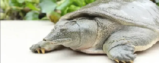 甲鱼喜欢吃什么饵料