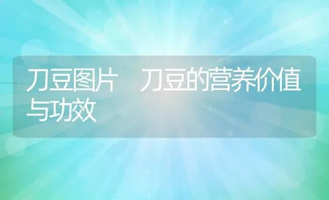 刀豆图片 刀豆的营养价值与功效 | 养殖资料投稿