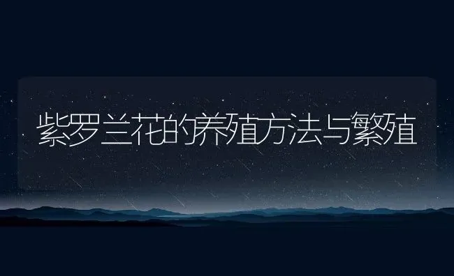 紫罗兰花的养殖方法与繁殖 | 养殖资料投稿