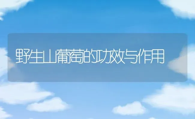 野生山葡萄的功效与作用 | 养殖资料投稿