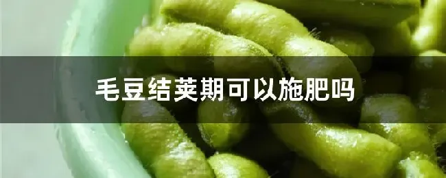 毛豆结荚期可以施肥吗