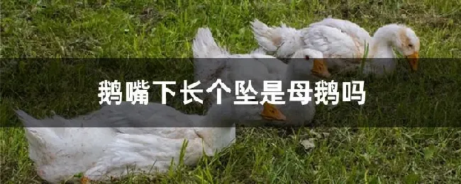 鹅嘴下长个坠是母鹅吗