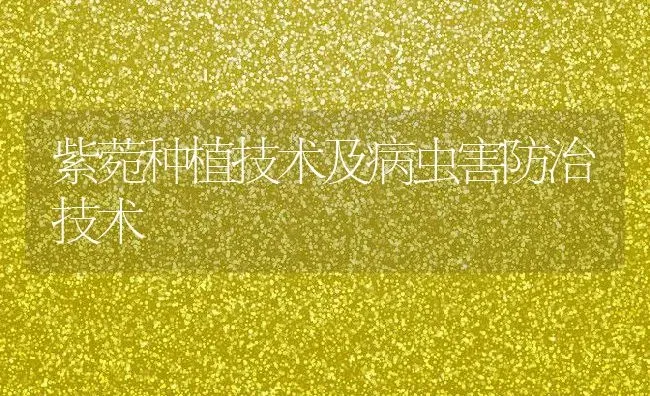 紫菀种植技术及病虫害防治技术 | 养殖资讯