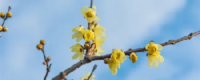 腊梅几月开花