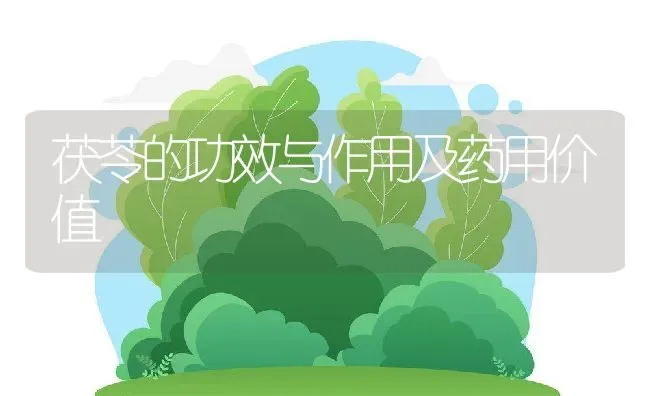 茯苓的功效与作用及药用价值 | 养殖资料投稿