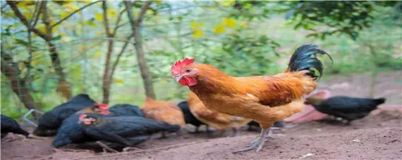 山上养鸡怎么搭建鸡棚