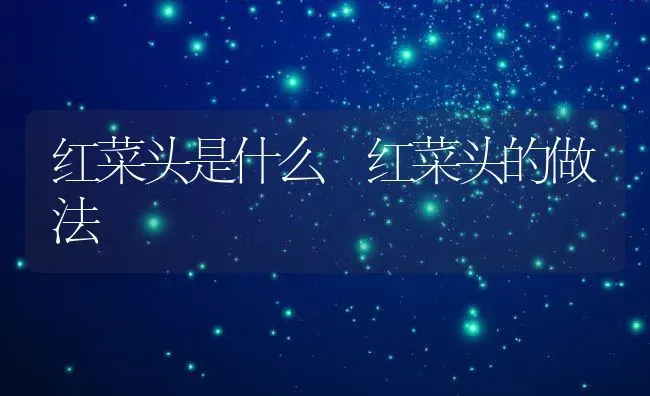 红菜头是什么 红菜头的做法 | 养殖资料投稿
