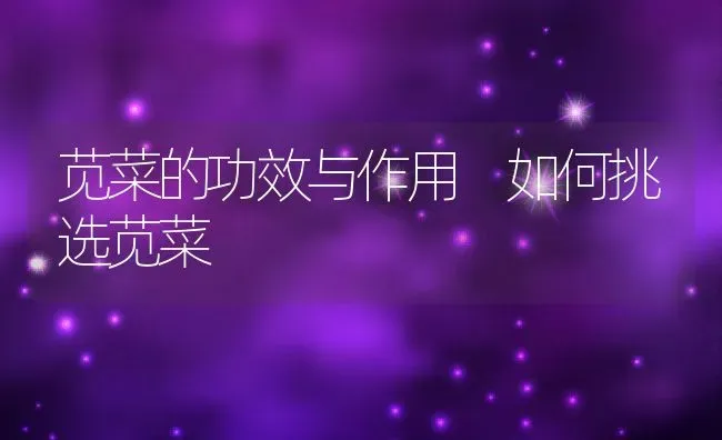 苋菜的功效与作用 如何挑选苋菜 | 养殖资料投稿