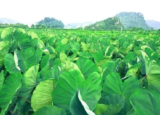 种植前景|芋头什么时候收获最好 收获季节与时间