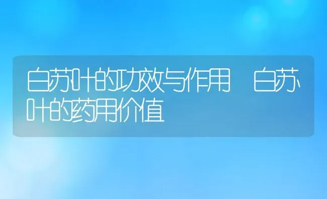 白苏叶的功效与作用 白苏叶的药用价值 | 养殖资料投稿