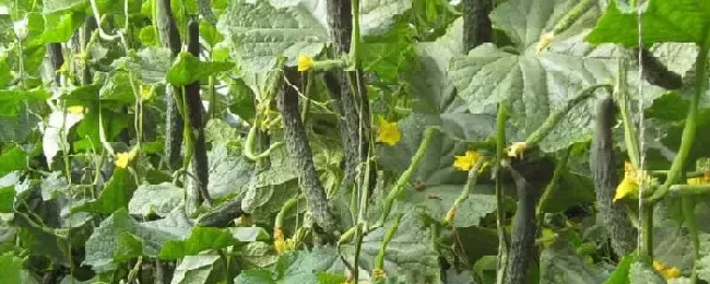 2月适合种植什么菜2月适合种植什么水果