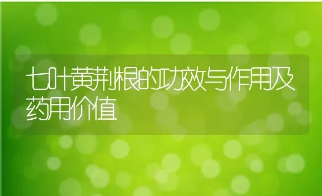 七叶黄荆根的功效与作用及药用价值 | 养殖资料投稿