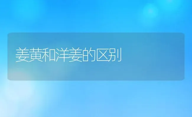 姜黄和洋姜的区别 | 养殖资料投稿