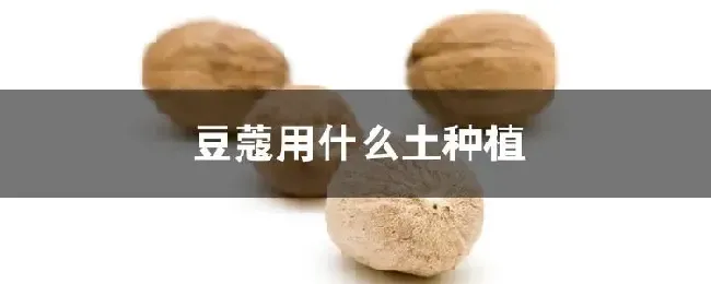 豆蔻用什么土种植