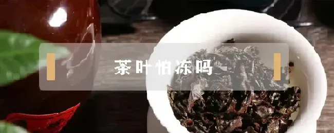 茶叶怕冻吗