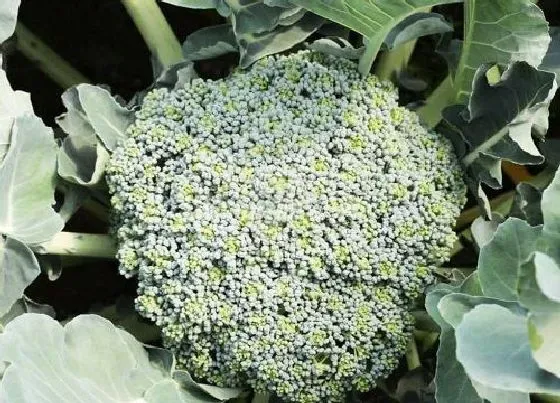 蔬菜|西兰花是碳水还是蔬菜 属于碳水化合物类蔬菜