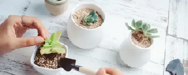 养多肉植物怎么施肥