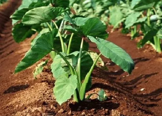 种植前景|芋头什么时候收获最好 收获季节与时间