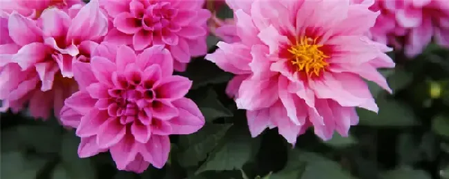 大丽花怎么过冬