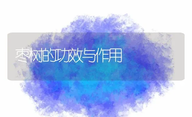 枣树的功效与作用 | 养殖资料投稿