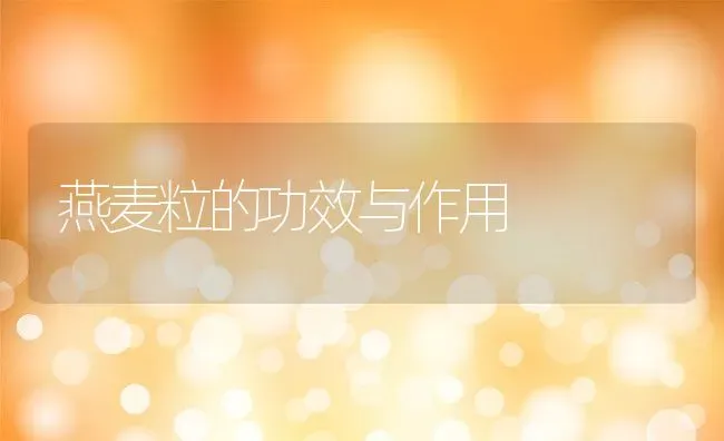 燕麦粒的功效与作用 | 养殖资讯