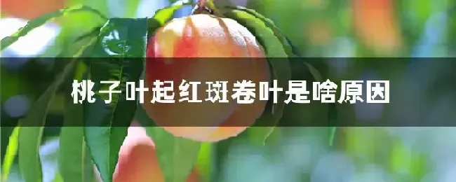 桃子叶起红斑卷叶是啥原因