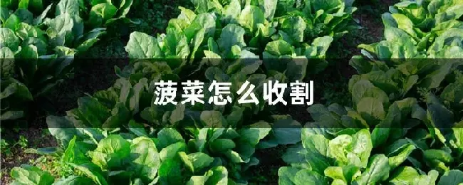 菠菜怎么收割