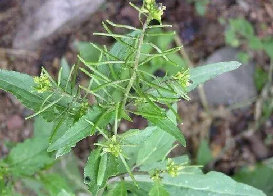 蔬菜|蔊菜是什么菜