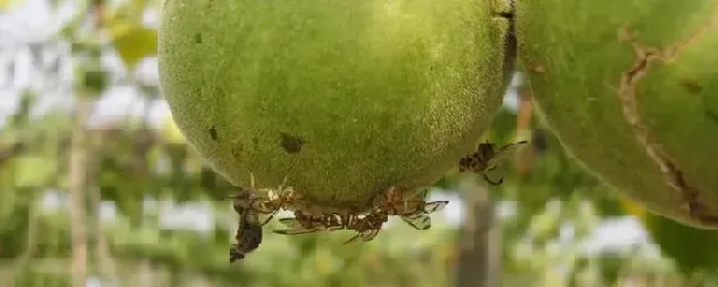 防治果蝇的特效药果蝇是从哪里冒出来的