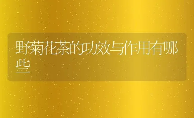 野菊花茶的功效与作用有哪些 | 养殖资料投稿