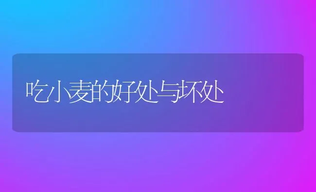 吃小麦的好处与坏处 | 养殖资讯