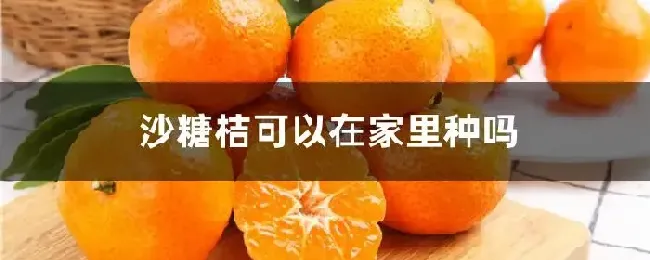 沙糖桔可以在家里种吗