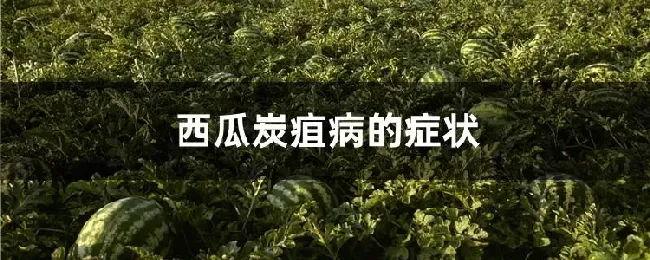 西瓜炭疽病的症状