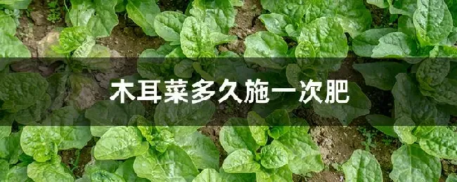 木耳菜多久施一次肥