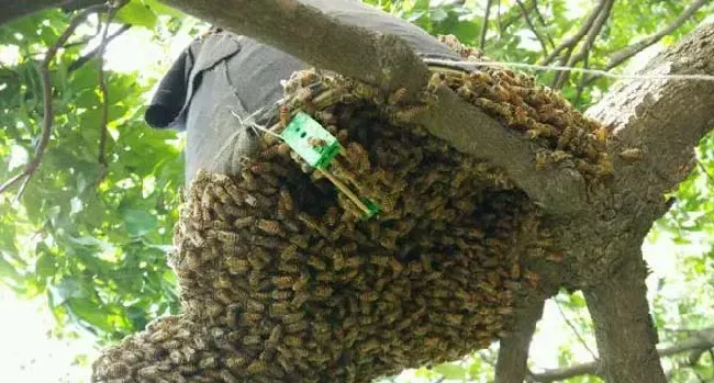 蜜蜂飞逃有什么征兆