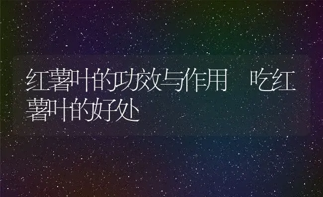 红薯叶的功效与作用 吃红薯叶的好处 | 养殖资料投稿