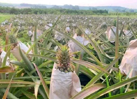 种植前景|凤梨种植条件 适合种植的地方