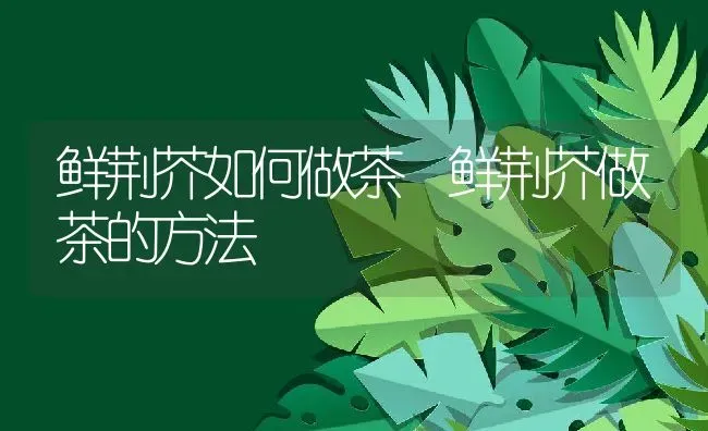 砂仁的功效与作用 | 养殖资料投稿