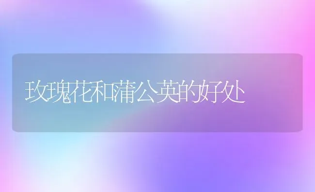 玫瑰花和蒲公英的好处 | 养殖资料投稿