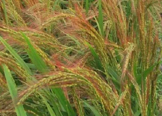 种植前景|胭脂稻种植条件 产地在哪些地方