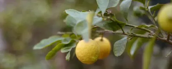 柠檬树开花怎么授粉