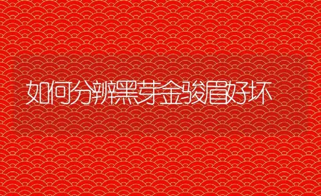 如何分辨黑芽金骏眉好坏 | 养殖资料投稿