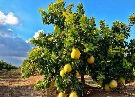 种植前景|蜜柚亩产量多少斤 一亩地能产多少公斤