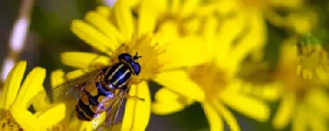 如何控制中蜂不分蜂？