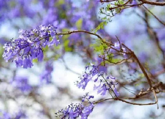 种植前景|蓝花楹种植条件 适合在哪里种植