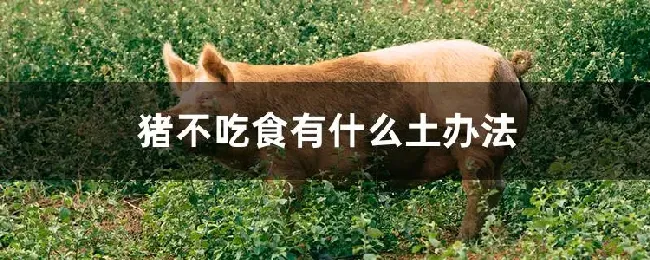 猪不吃食有什么土办法