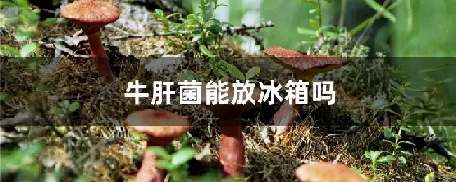 牛肝菌能放冰箱吗