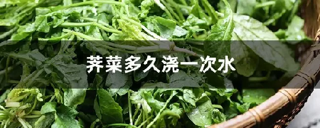 荠菜多久浇一次水