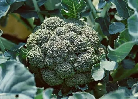蔬菜|西兰花是碳水还是蔬菜 属于碳水化合物类蔬菜