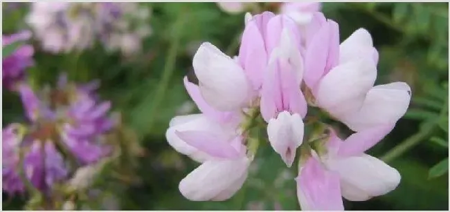 黄芪种植条件及收益赚钱吗 | 养殖赚钱项目